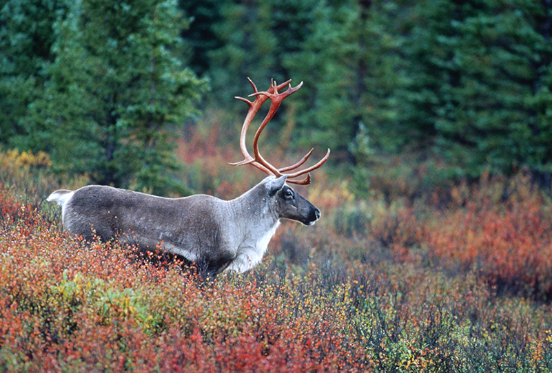Landscape Photo Featuring Alaska Caribou