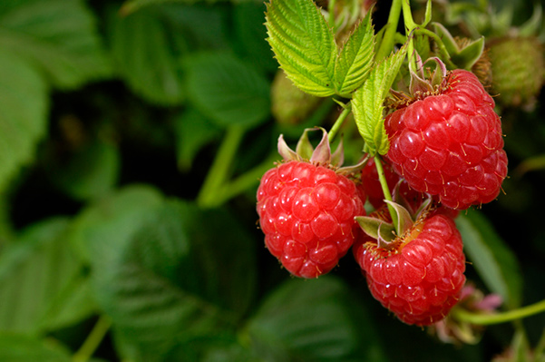 Photo of Raspberries