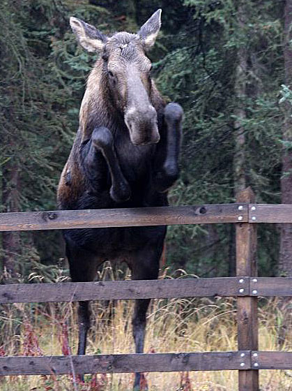 Alaska Moose Jumping Over Fence