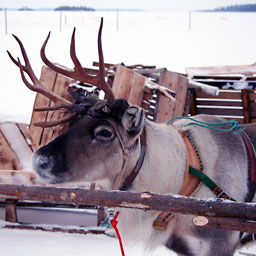 Photo Featuring Alaska Reindeer